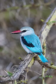 Africa Collection: Africa, Tanzania. Portrait of a woodland kingfisher