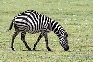 Africa Collection: Africa, Tanzania. Portrait of a zebra with a spinal deformity