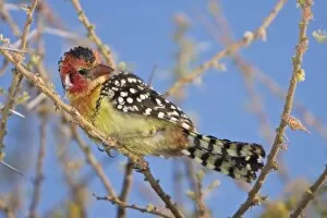 Images Dated 11th August 2008: Africa. Tanzania. Red-and Yellow Barbet at Manyara NP