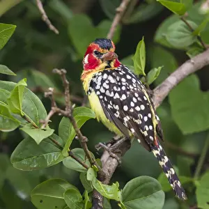 Images Dated 9th February 2016: Africa. Tanzania. Red-and-yellow barbet (Trachyphonus erythrocephalus) at Tarangire NP