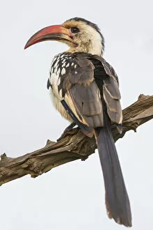 Tanzania Gallery: Africa. Tanzania. Red-billed hornbill (Tockus erythrorhynchus) in Serengeti NP