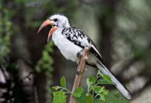 Images Dated 18th January 2006: Africa, Tanzania, Red-billed Hornbill (Tockus erythrorhynchus)