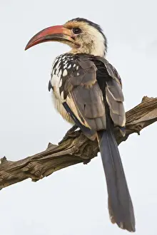 Images Dated 8th February 2016: Africa. Tanzania. Red-billed hornbill (Tockus erythrorhynchus) in Serengeti NP