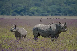 Parent Prints: Africa, Tanzania. Rhino mother and juvenile