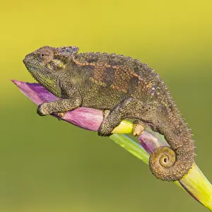 Tanzania Prints: Africa. Tanzania. Rough chameleon (Trioceros rudis) at Ngorongoro crater