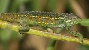 Rough Prints: Africa. Tanzania. Rough chameleon (Trioceros rudis) at Ngorongoro crater
