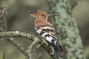 Charles Sleicher Prints: Africa, Tanzania, Serengeti. African Hoopoe (Upupa afriana)