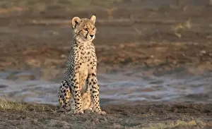 Images Dated 14th February 2015: Africa, Tanzania, Serengeti. Cheetah cub (Acinonyx jubatus)