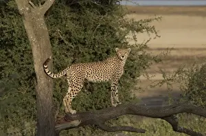 Africa, Tanzania, Serengeti. Cheetah mother (Acinonyx jubatus) on the hunt