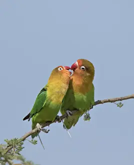 Images Dated 14th February 2015: Africa, Tanzania, Serengeti. Fischers Lovebirds (Agapornis fischeri)