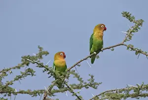 Africa, Tanzania, Serengeti. Fischers Lovebirds (Agapornis fischeri)