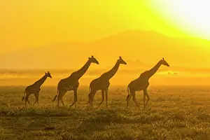 Giraffe Prints: Africa, Tanzania, Serengeti. Five giraffes (Masai subspecies, Giraffa camelopardalis