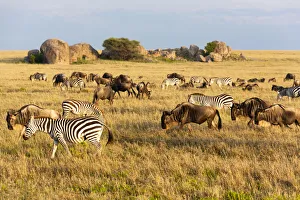 Africa, Tanzania, The Serengeti. Herd animals graze together on the plains with kopjes in the distance