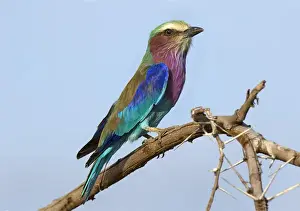 Images Dated 5th February 2015: Africa, Tanzania, Serengeti, Lilac-breasted Roller (Coracias caudata)