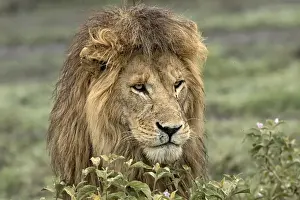 Fierce Prints: Africa, Tanzania, Serengeti. Lion head (Panthera leo)