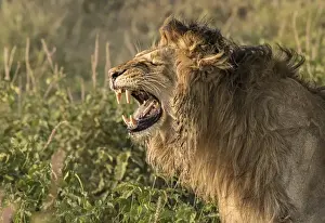 Images Dated 14th February 2015: Africa, Tanzania, Serengeti. Male lion (Panthera leo) in the act of fleming