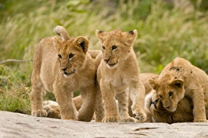 Africa, Tanzania, Serengeti National Park, om Gol Kopjes, Lion, Panthera leo, lioness with cubs