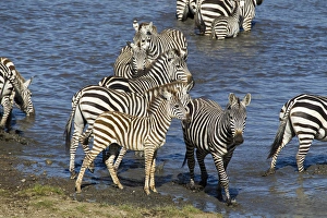 Images Dated 5th February 2011: Africa, Tanzania, Serengeti National Park, Ndutu Forest, Common Zebra or Plains Zebra