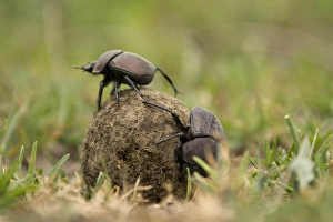 Africa, Tanzania, Serengeti National Park, Ndutu, Dung Beetle, Scarabaeidae; Scarabaeoidea