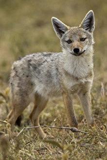 Images Dated 10th February 2011: Africa, Tanzania, Serengeti National Park, Ngorongoro Crater, Golden jackal, Canis aureus