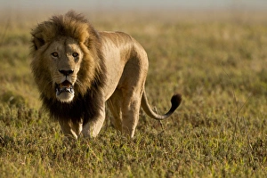 Images Dated 12th February 2011: Africa, Tanzania, Serengeti National Park, Ngorongoro Crater, Lion, Panthera leo
