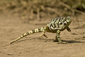 Images Dated 18th February 2011: Africa, Tanzania, Serengeti National Park