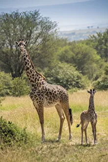 Images Dated 7th June 2017: Africa, Tanzania, Serengeti National Park