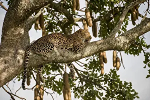 Images Dated 6th June 2017: Africa, Tanzania, Serengeti National Park