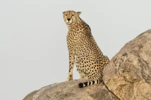 Bill Young Prints: Africa, Tanzania, Serengeti National Park. Close-up of cheetah on boulder. Credit as