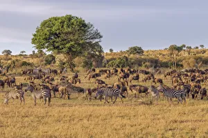Images Dated 12th December 2019: Africa, Tanzania, Serengeti National Park. Zebras and wildebeests on plain