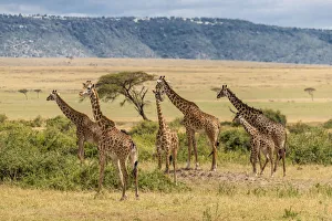 Images Dated 12th December 2019: Africa, Tanzania, Serengeti National Park. Giraffes on plain
