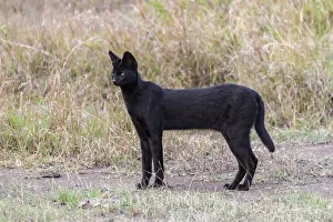 Images Dated 12th December 2019: Africa, Tanzania, Serengeti National Park. Black serval cat in grass