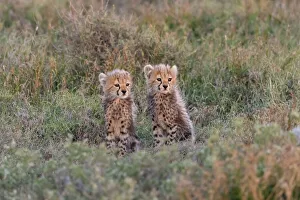Images Dated 12th December 2019: Africa, Tanzania, Serengeti National Park. Baby cheetahs close-up