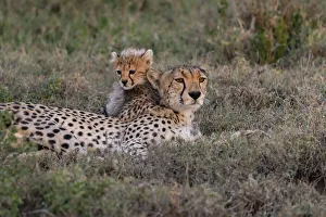 Images Dated 12th December 2019: Africa, Tanzania, Serengeti National Park. Mother cheetah and baby