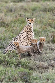 Africa, Tanzania, Serengeti National Park. Mother cheetah and young