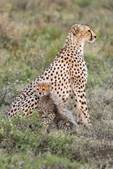 Images Dated 12th December 2019: Africa, Tanzania, Serengeti National Park. Mother cheetah and baby
