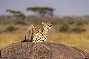 Images Dated 12th December 2019: Africa, Tanzania, Serengeti National Park. Mother cheetah and baby