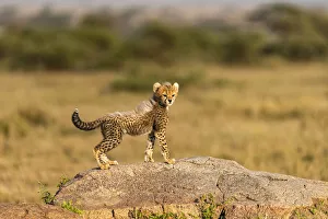 Images Dated 12th December 2019: Africa, Tanzania, Serengeti National Park. Baby cheetah on boulder