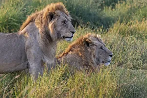 Images Dated 12th December 2019: Africa, Tanzania, Serengeti National Park. Male lions close-up