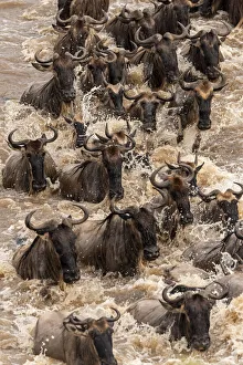 Images Dated 12th December 2019: Africa, Tanzania, Serengeti National Park. Wildebeests crossing Mara River