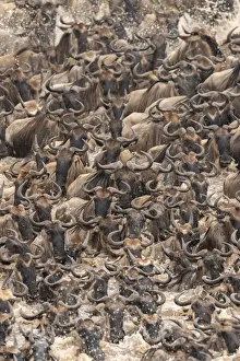 Images Dated 12th December 2019: Africa, Tanzania, Serengeti National Park. Wildebeests crossing Mara River