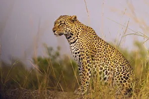 Images Dated 12th December 2019: Africa, Tanzania, Serengeti National Park. Close-up of leopard resting
