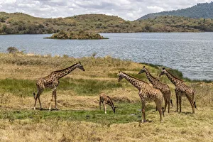 Images Dated 12th December 2019: Africa, Tanzania, Serengeti National Park. Giraffes on plain