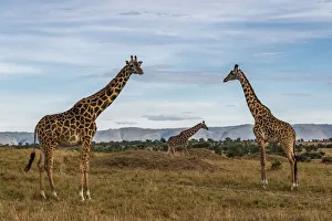 Images Dated 12th December 2019: Africa, Tanzania, Serengeti National Park. Giraffes on plain