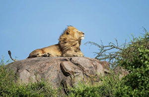 Lion Prints: Africa, Tanzania, Serengeti National Park. Male lion on rock in breeze