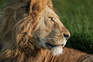 Lion Prints: Africa, Tanzania, Serengeti National Park. Male lion profile