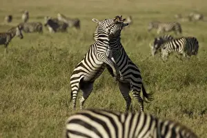 Images Dated 4th February 2011: Africa, Tanzania, Serengeti National Park; Common Zebra, Equus burchelli, dominance
