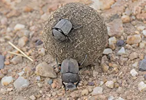 Africa, Tanzania, Serengeti. A pair of dung beetles (Scarabweus pius) rolling a dung ball