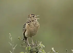 Charles Sleicher Prints: Africa, Tanzania, Serengeti. A Rufous-naped Lark (Mirafra africana)