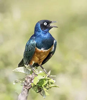 Charles Sleicher Prints: Africa, Tanzania, Serengeti. Superb Starling (Lamprotornis superbus)